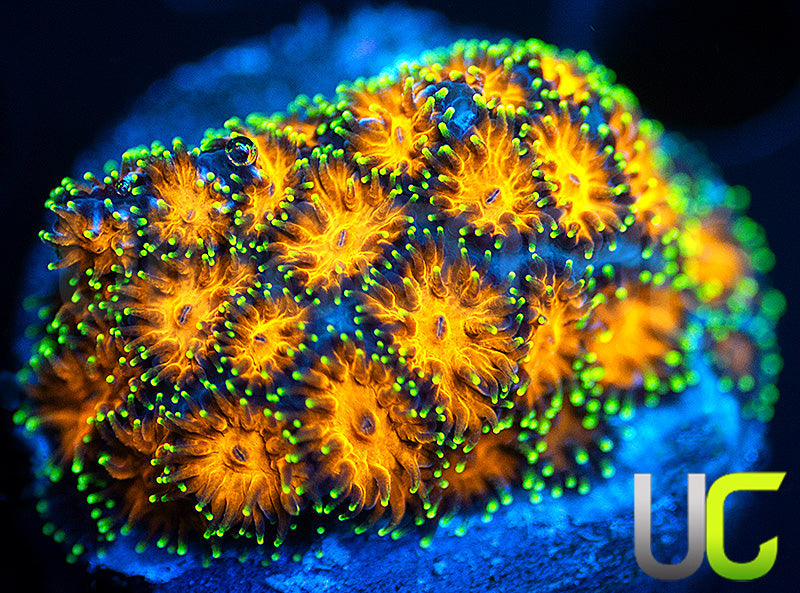 UC Lightning Tip Leptastrea