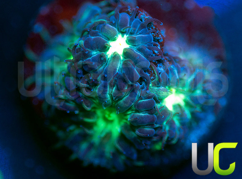 UC Dark Arts Blastos