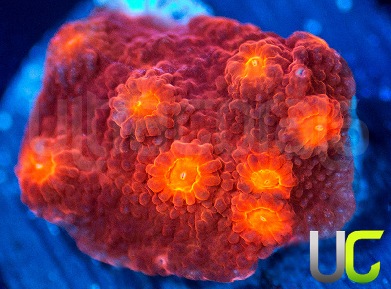 UC Jolly Roger Cyphastrea