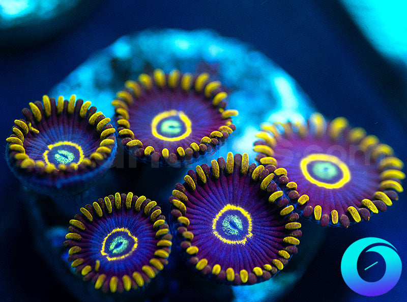 Blue Hornets