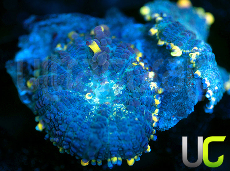 UC Doomsday Bounce Mushrooms