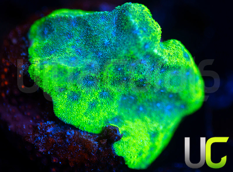 UC Toxic Constellation Psammocora