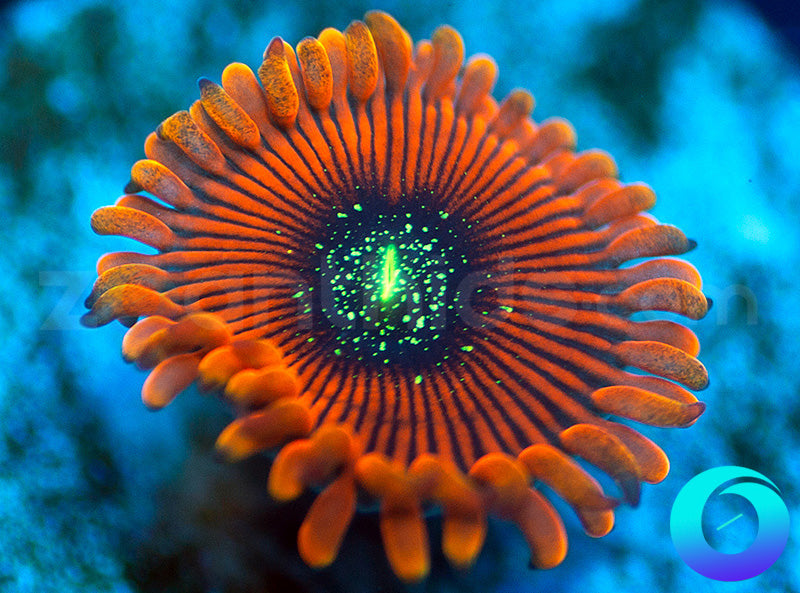 Orange Magician