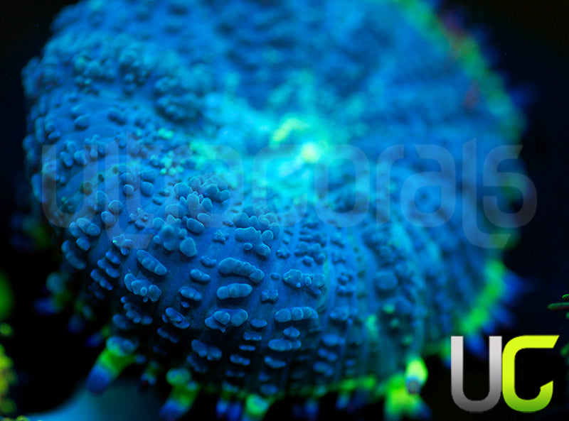 UC Doomsday Mushroom