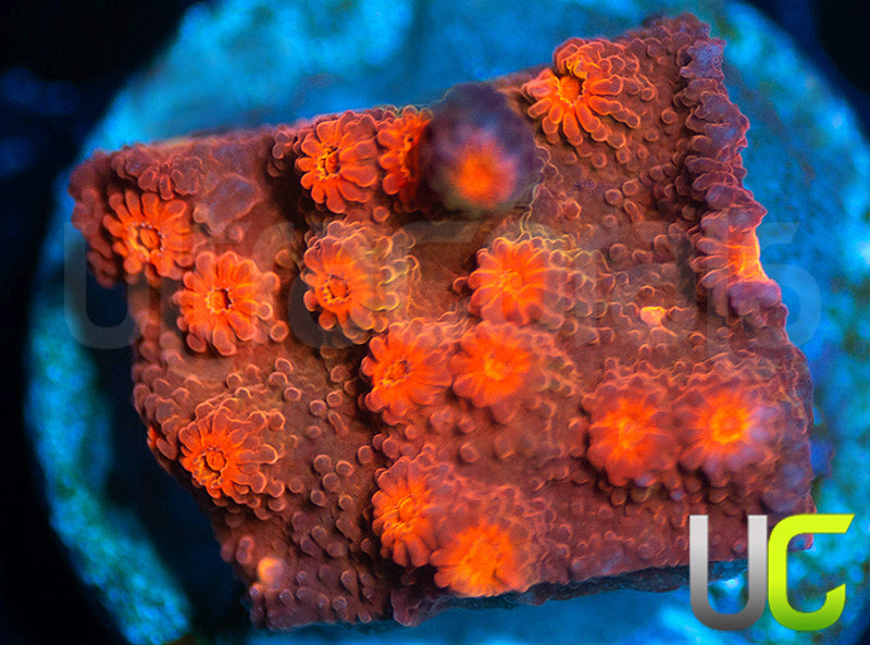 Rainbow Rally Cyphastrea