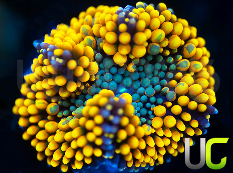 UC Metallic Orange Bubble Florida Ricordea