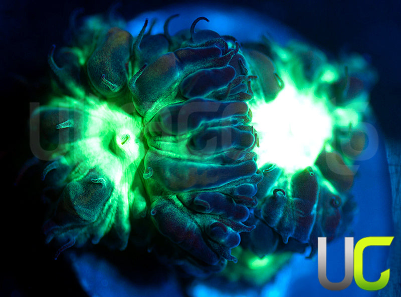 UC Dark Arts Blastos