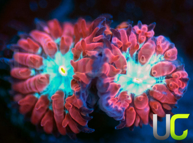UC Azure Sky Blastos