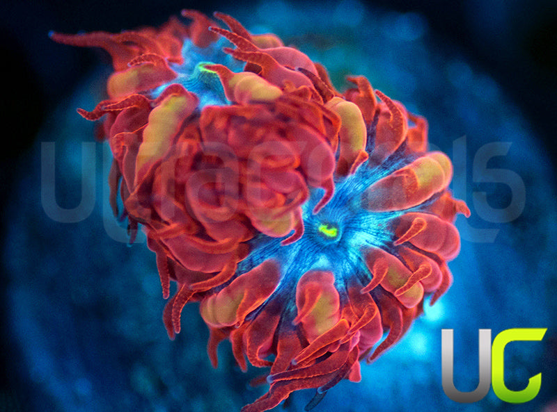 UC Blue Raven Blastos