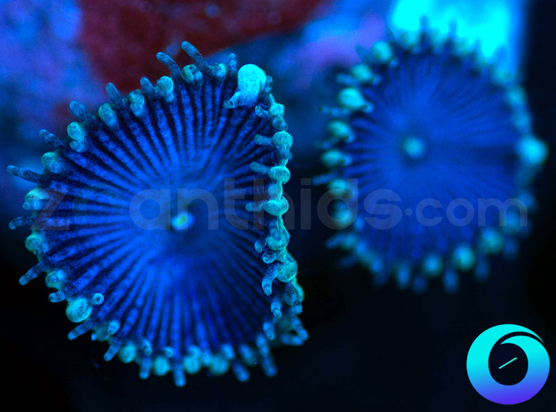Electric Blue Proto