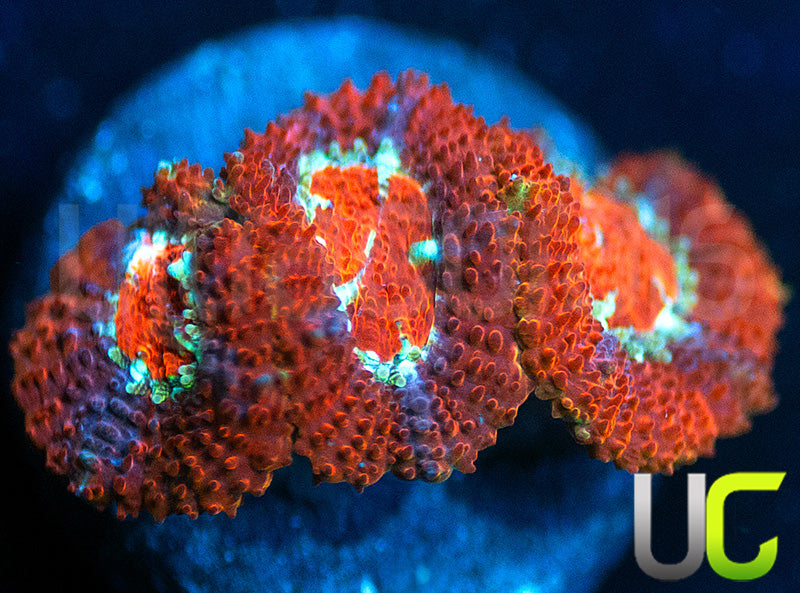 UC Limp Bizkuit Micro Amakusensis