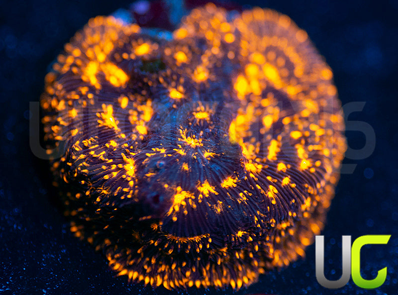 UC Blinding Lights Lepto