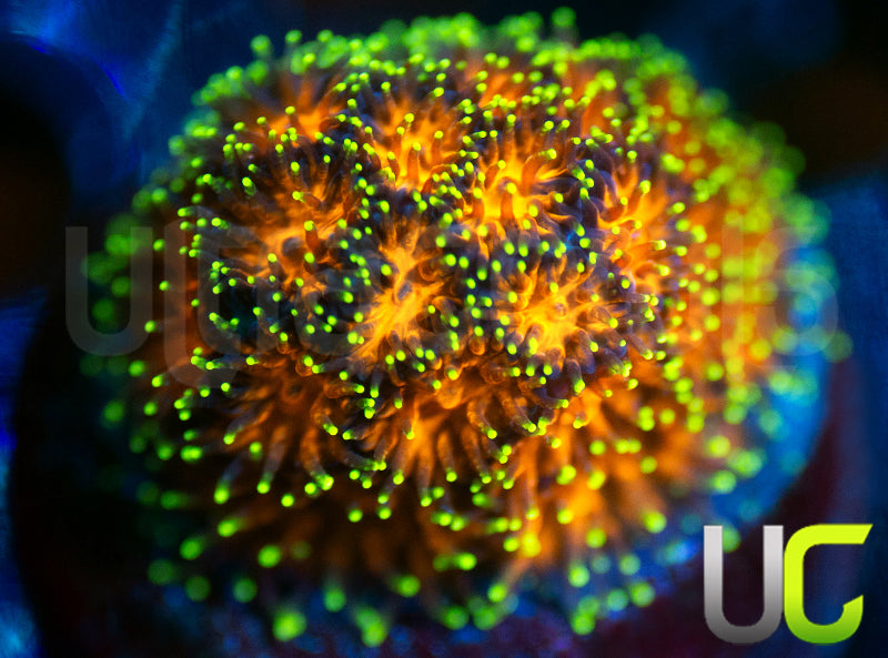 UC Lightning Tip Leptastrea