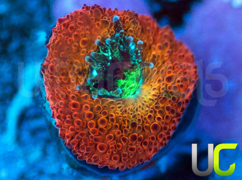UC Dragon Slayer Micro Amakusensis