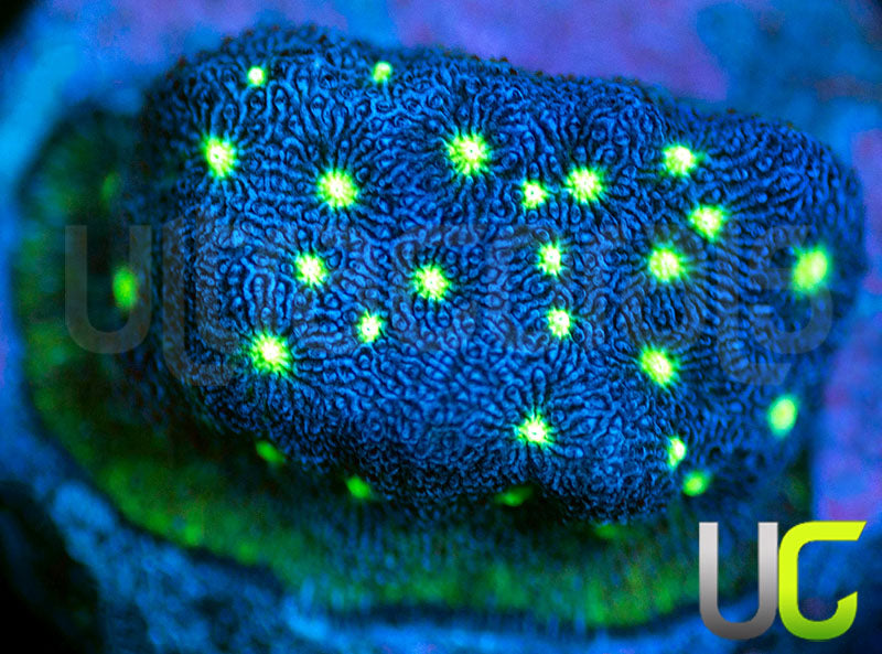 UC Nuclear Constellation Psammocora