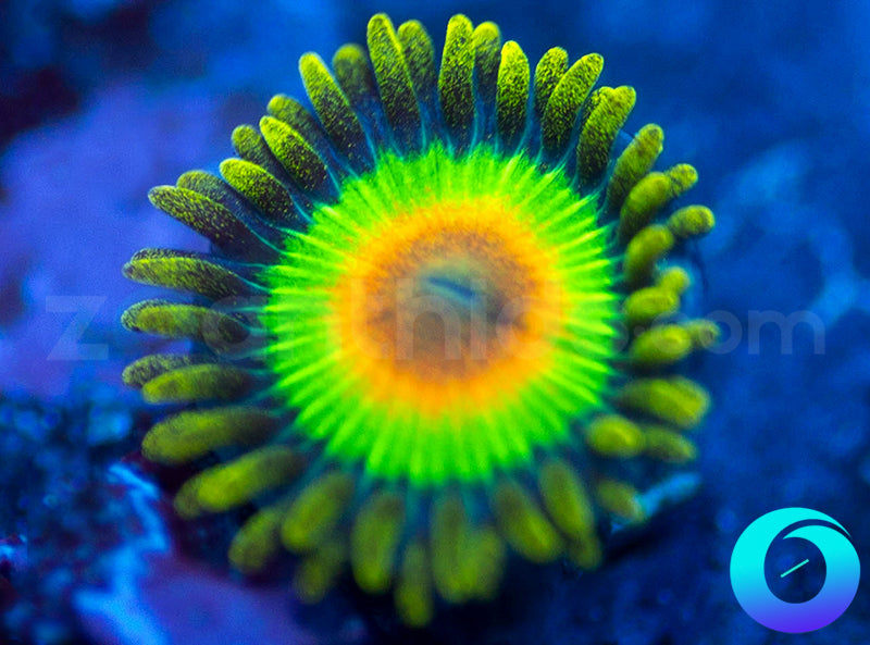 Rasta