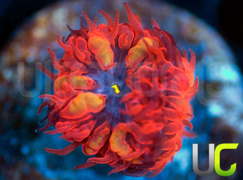 UC Blue Raven Blastos