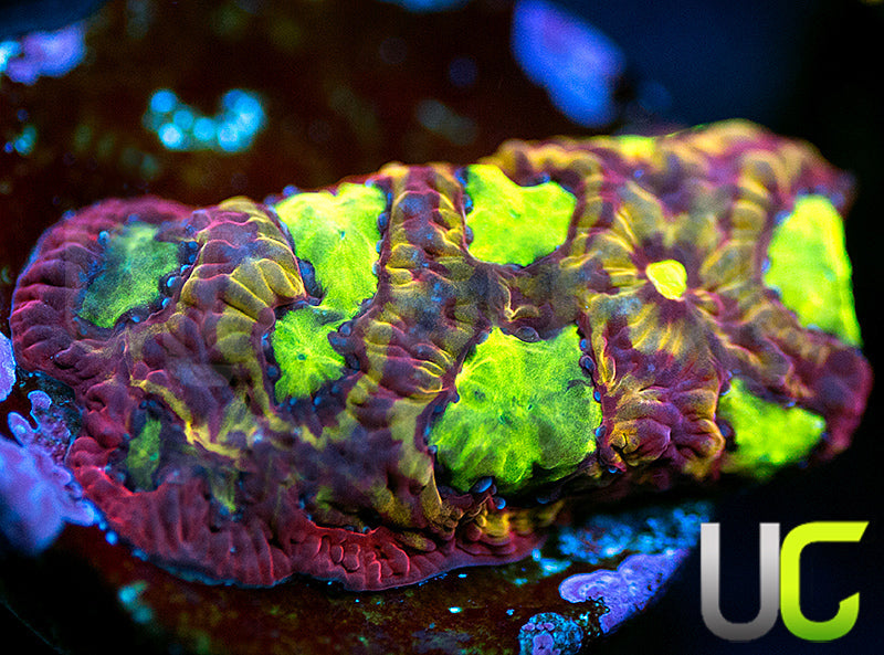 UC Overkill Favites
