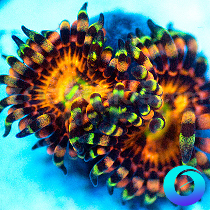 Crazy Cakes Zoas