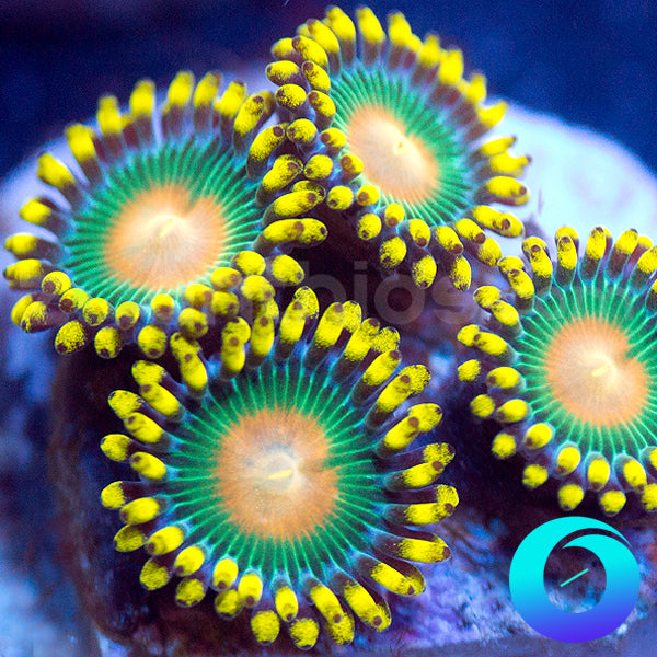 Green Packer Zoas