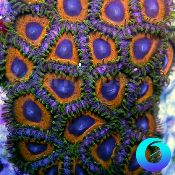 Green Skirted Prowler Zoanthids