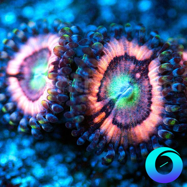 Hungry Hippo Zoanthids