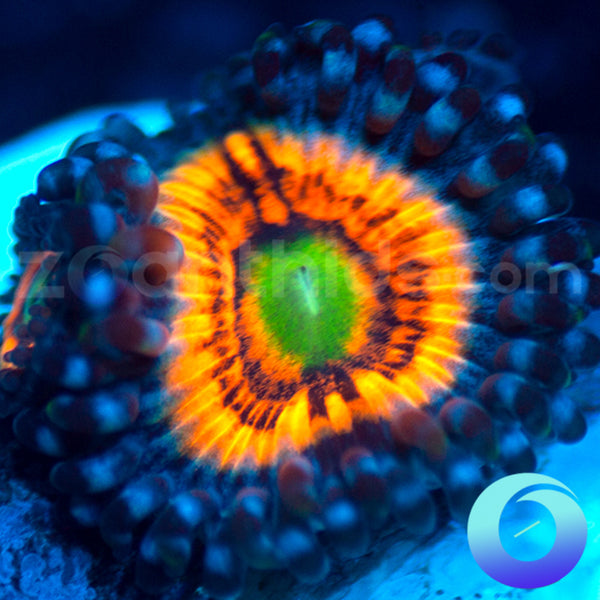 Neon Night Zoas