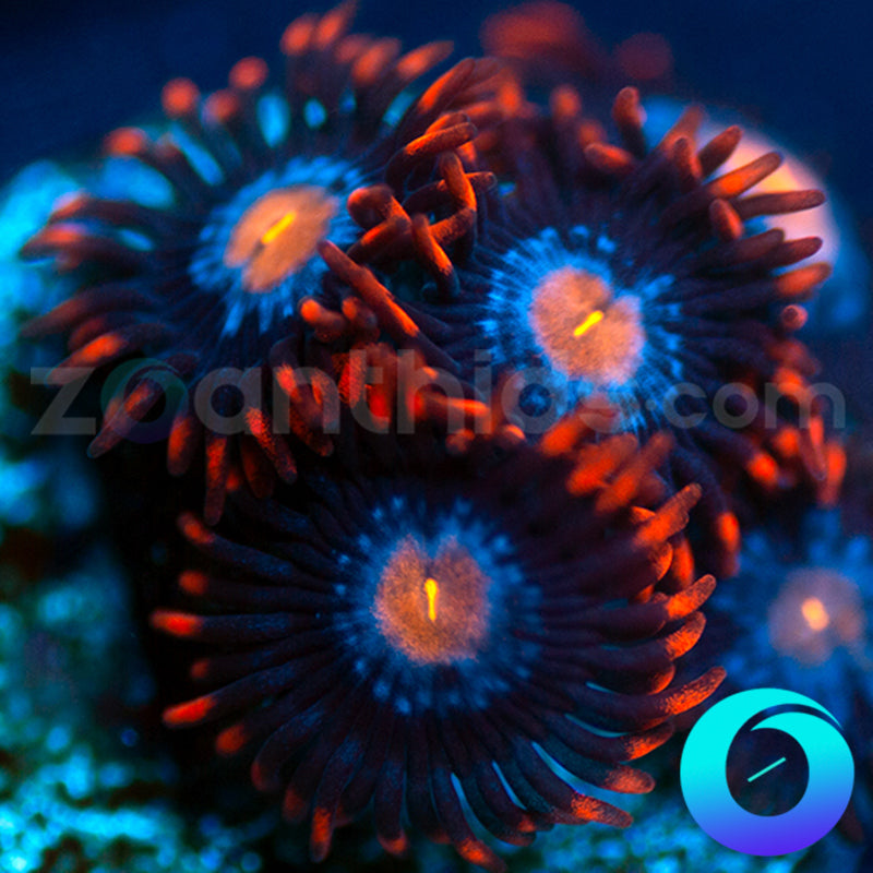 Neuralyzer Zoas