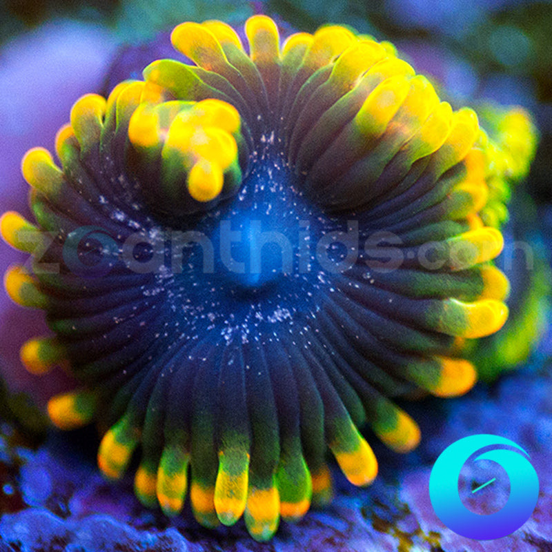 OG Tutti Fruiti Zoanthids