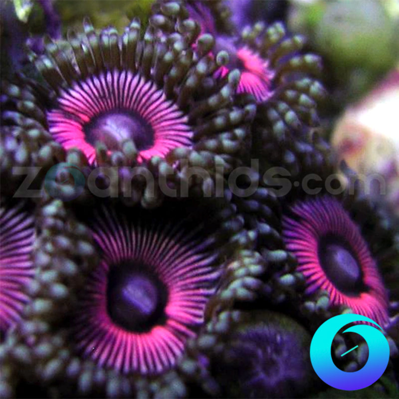 Purple Eyed Pinks Zoanthids