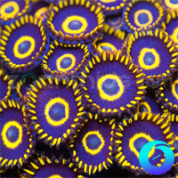 OG Purple Hornet Zoanthids