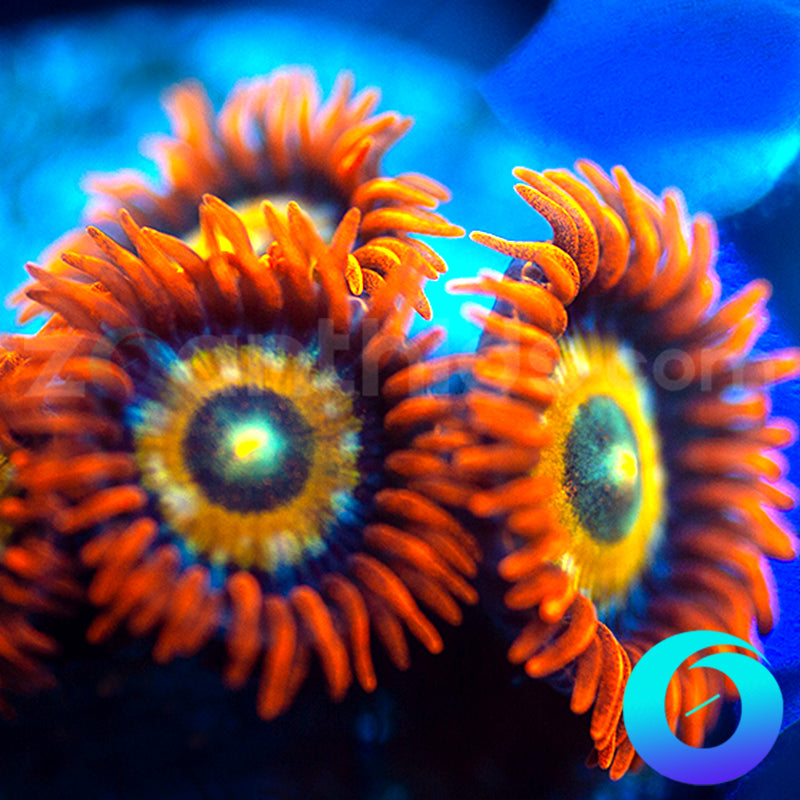 Speckled Fire Zoanthids