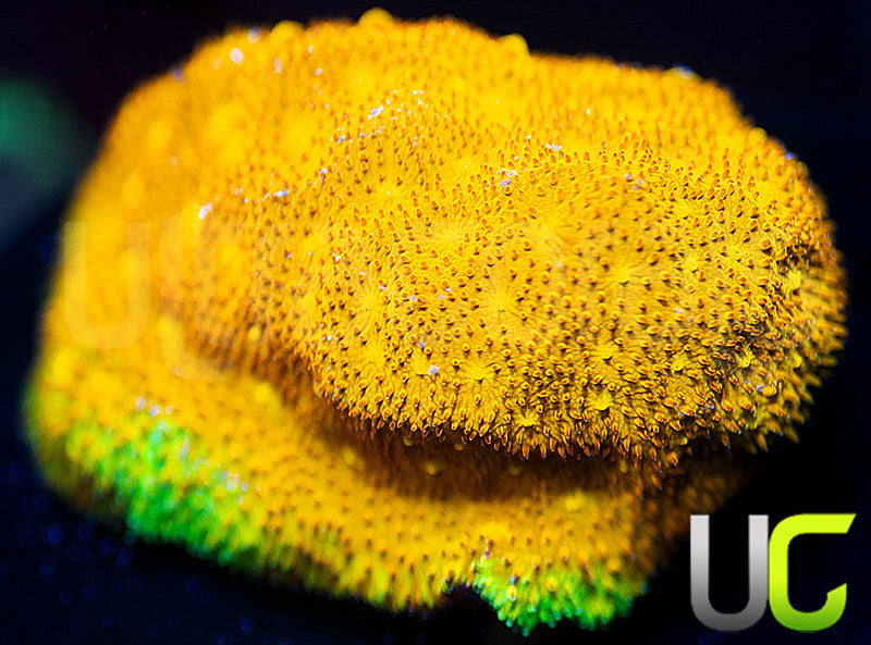 UC Yellow Yutz Psammocora