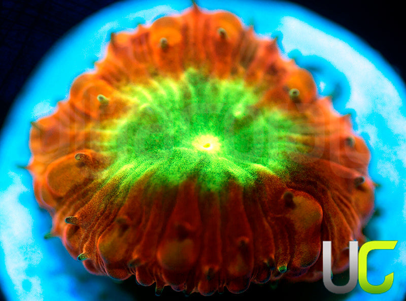 UC Tangerine Blasto