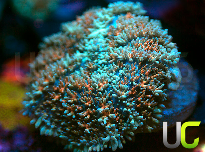 NEW RELEASE: UC Just Peachy Mushroom