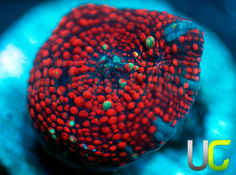 Red Devil Mushroom