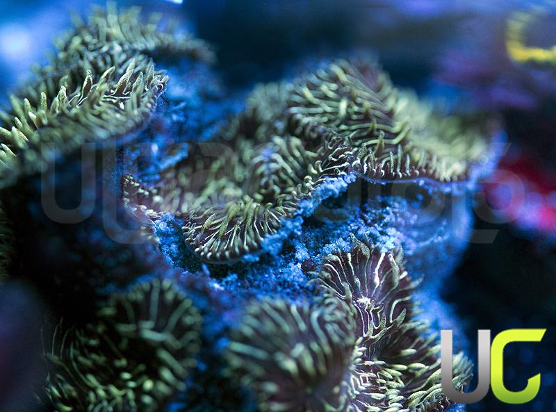 Electric Green Pavona