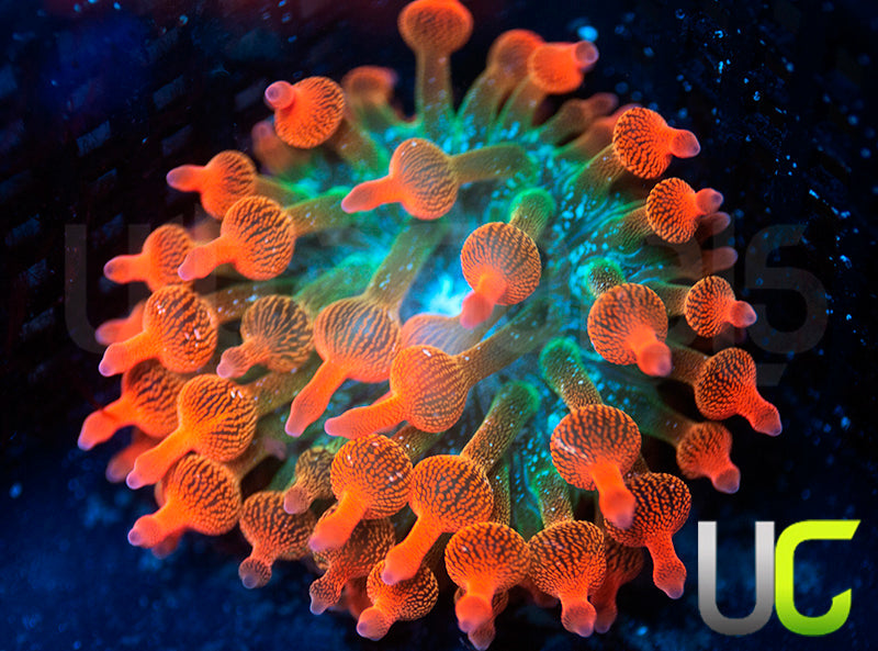 UC Spitfire Anemone - MED