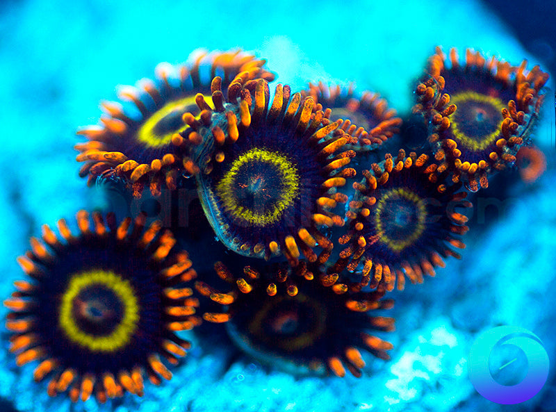 UC Rainbow Hornets