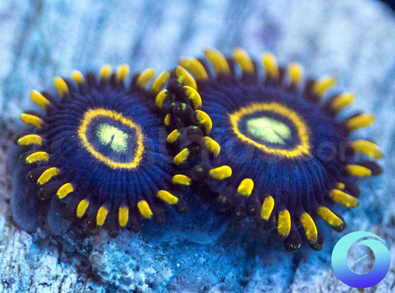 Blue Hornets