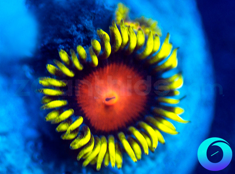 Dragon Eye