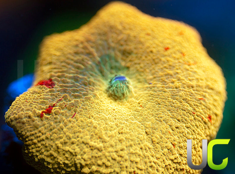 Jawbreaker Mushroom