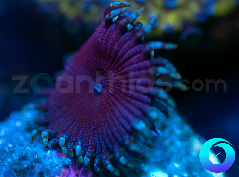 Electric Blue Proto