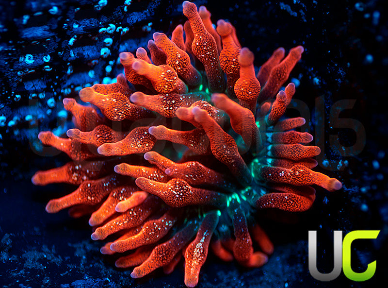 Black Widow Anemone - MED
