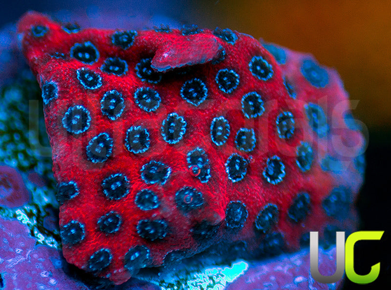Darth Maul Porites