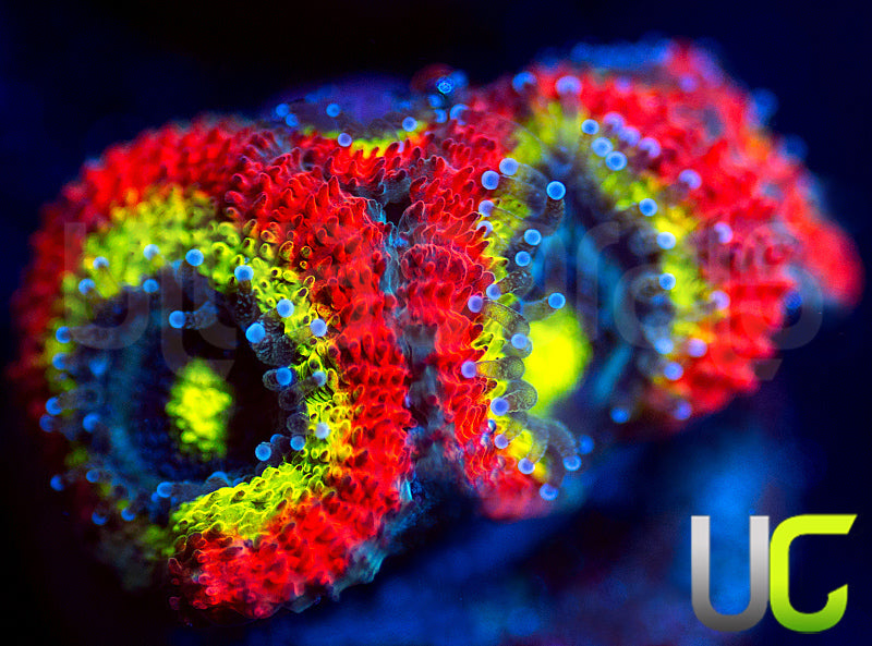 BigR Holy Grail Micro Amakusensis