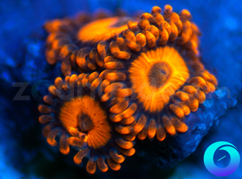 Oxides