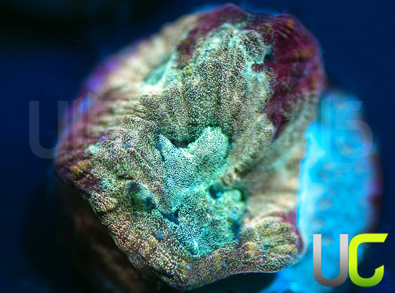 NEW RELEASE: UC Sharp Shooter Favia