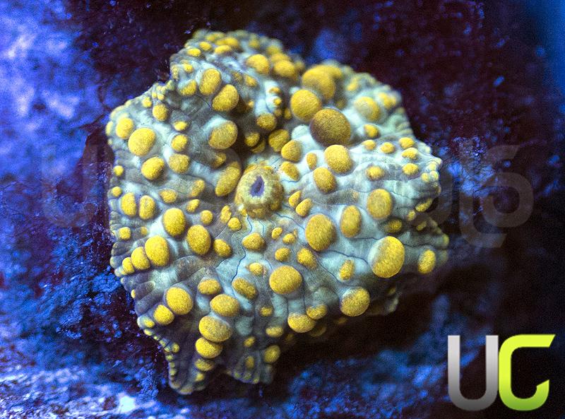 UC Yellow Spot Mushroom