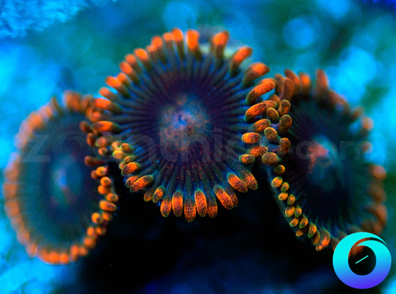 Ultraviolets
